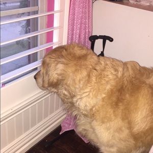 Meet your Posher, Kinsley